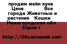 продам мейн куна › Цена ­ 15 000 - Все города Животные и растения » Кошки   . Нижегородская обл.,Саров г.